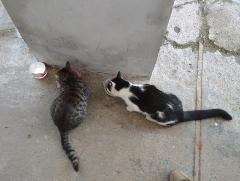 Кошки в нашей жизни. Кошки и все, что с ними связано.