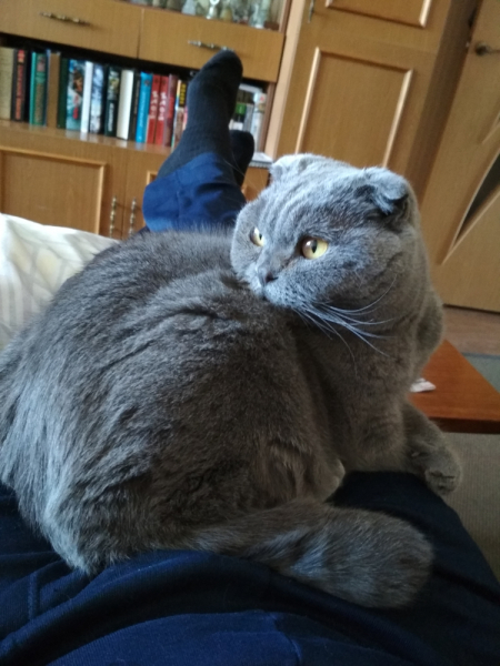 Кошки в нашей жизни. Кошки и все, что с ними связано.