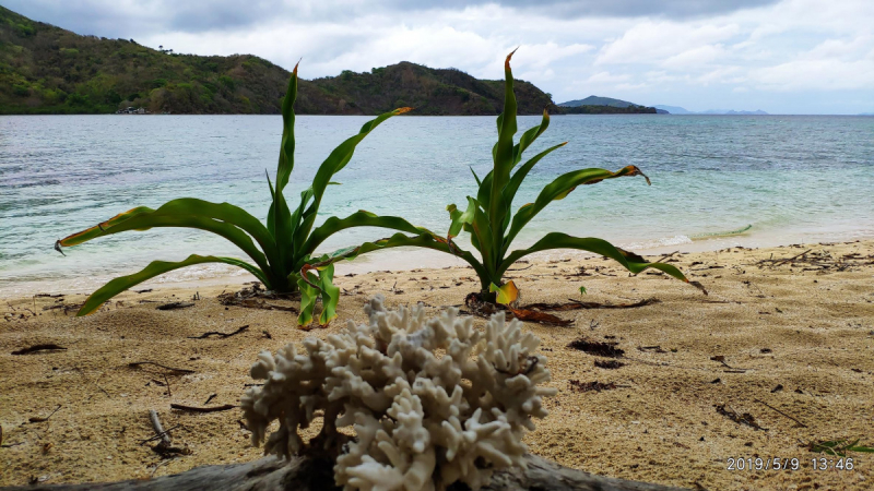 Discover TayTay Bay (Palawan) –Island hopping, snorkeling, ElNido-Coron-Puerto-Princessa, Dumaguete- Apo, Kookoo's Nest, Siquijor,Oslob in May 2019