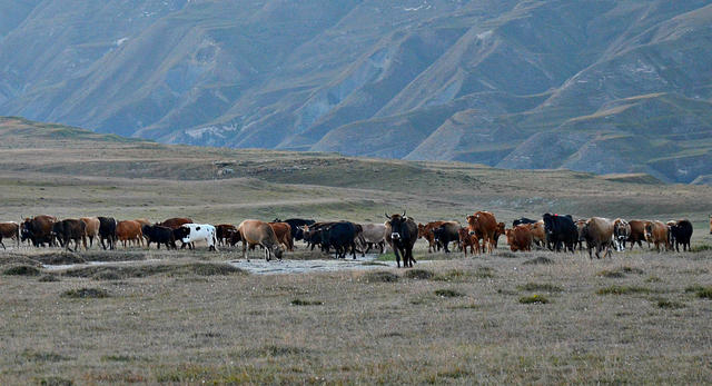 Дагестанский Анхель, плато над пропастью, горные птицы и родина поэтов. Октябрь 2018 года