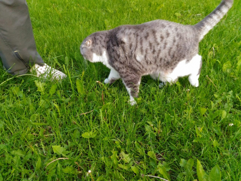 Кошки в нашей жизни. Кошки и все, что с ними связано.