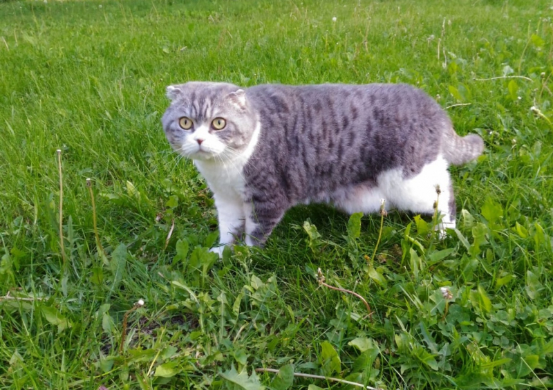 Кошки в нашей жизни. Кошки и все, что с ними связано.