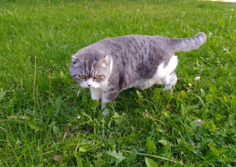 Кошки в нашей жизни. Кошки и все, что с ними связано.