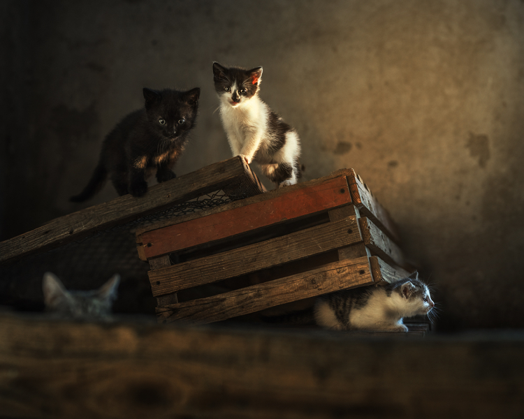 Кошки в нашей жизни. Кошки и все, что с ними связано.