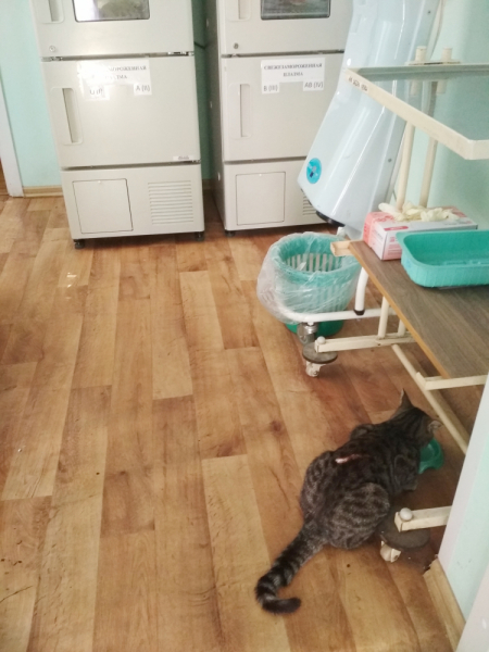 Кошки в нашей жизни. Кошки и все, что с ними связано.