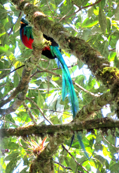 Гватемала, в натуре! О птичках и прочей живности (январь-март 2019)