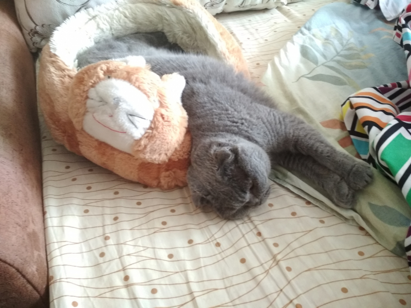 Кошки в нашей жизни. Кошки и все, что с ними связано.