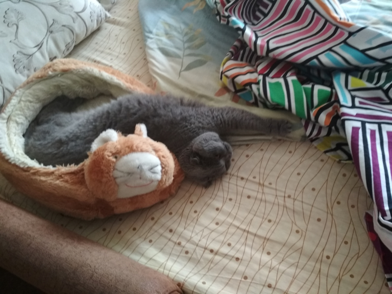 Кошки в нашей жизни. Кошки и все, что с ними связано.