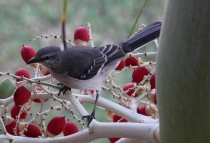 Животные Кубы. Немного. Ноябрь 2011