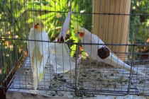 Животные Кубы. Немного. Ноябрь 2011