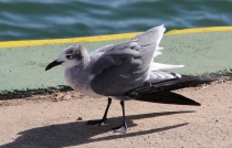 Животные Кубы. Немного. Ноябрь 2011