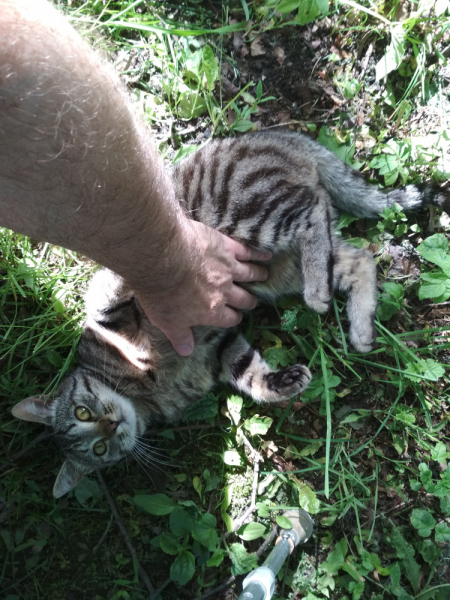 Кошки в нашей жизни. Кошки и все, что с ними связано.