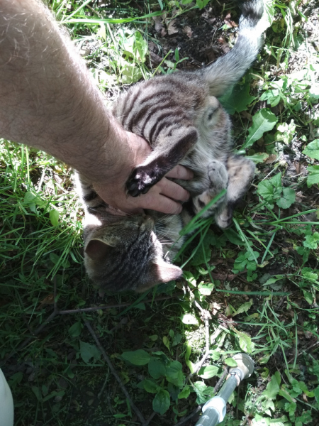 Кошки в нашей жизни. Кошки и все, что с ними связано.