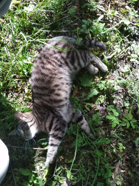 Кошки в нашей жизни. Кошки и все, что с ними связано.