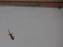 Животные Кубы. Немного. Ноябрь 2011