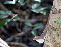 Животные Кубы. Немного. Ноябрь 2011