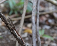 Животные Кубы. Немного. Ноябрь 2011