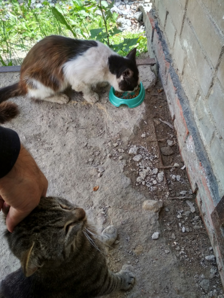 Кошки в нашей жизни. Кошки и все, что с ними связано.