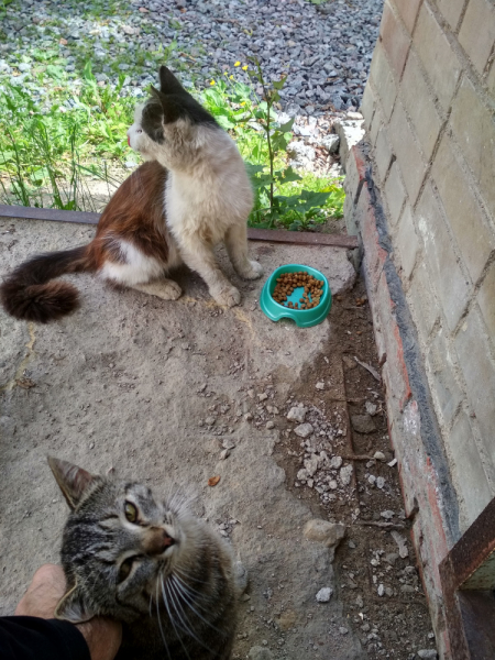 Кошки в нашей жизни. Кошки и все, что с ними связано.