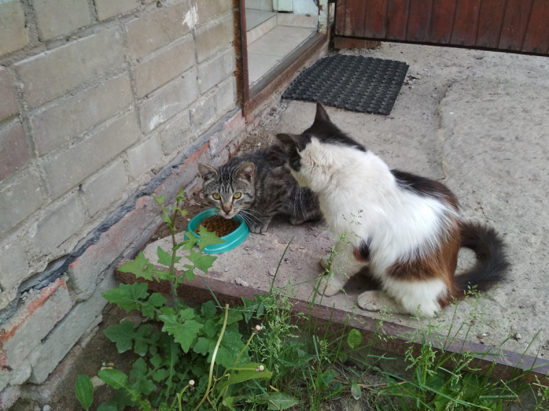 Кошки в нашей жизни. Кошки и все, что с ними связано.