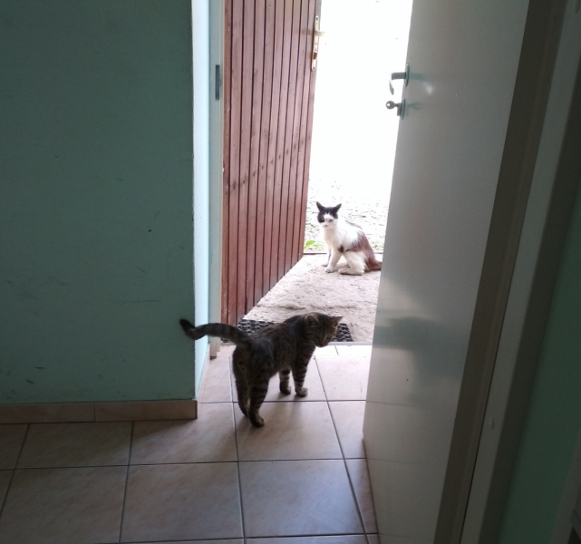 Кошки в нашей жизни. Кошки и все, что с ними связано.