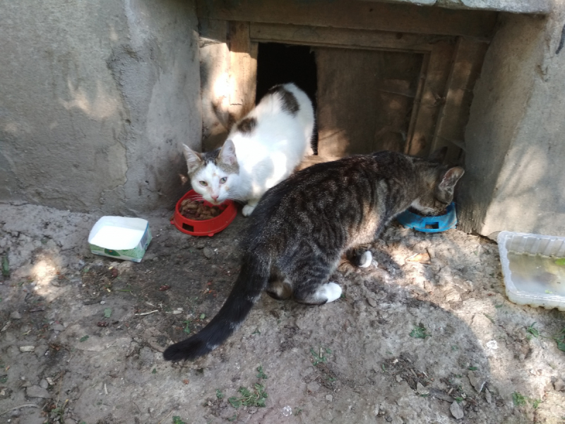 Кошки в нашей жизни. Кошки и все, что с ними связано.