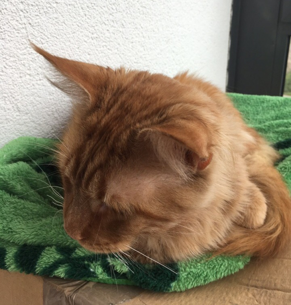 Кошки в нашей жизни. Кошки и все, что с ними связано.