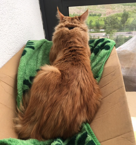 Кошки в нашей жизни. Кошки и все, что с ними связано.