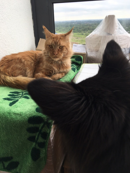 Кошки в нашей жизни. Кошки и все, что с ними связано.