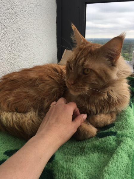 Кошки в нашей жизни. Кошки и все, что с ними связано.