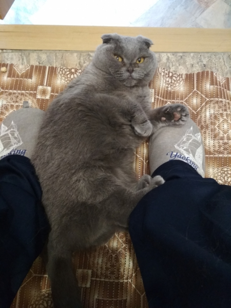 Кошки в нашей жизни. Кошки и все, что с ними связано.