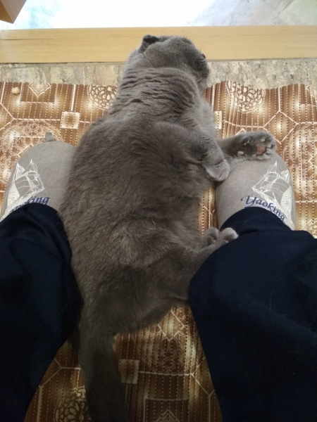 Кошки в нашей жизни. Кошки и все, что с ними связано.