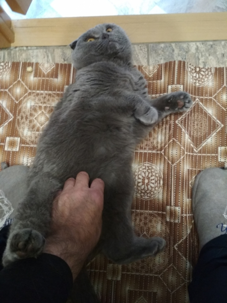 Кошки в нашей жизни. Кошки и все, что с ними связано.