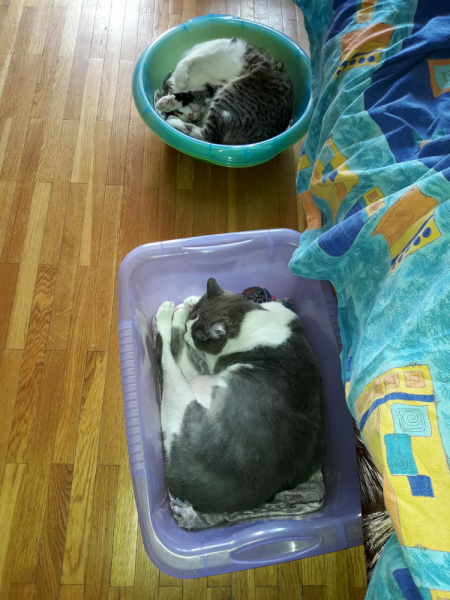 Кошки в нашей жизни. Кошки и все, что с ними связано.