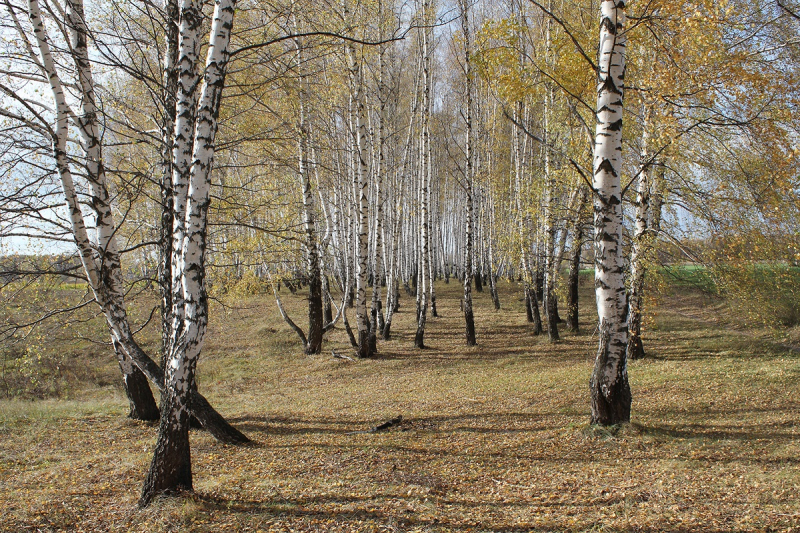 Мещера. База отдыха Полушкино. Отдых отверженных, достоинством в наполовину…