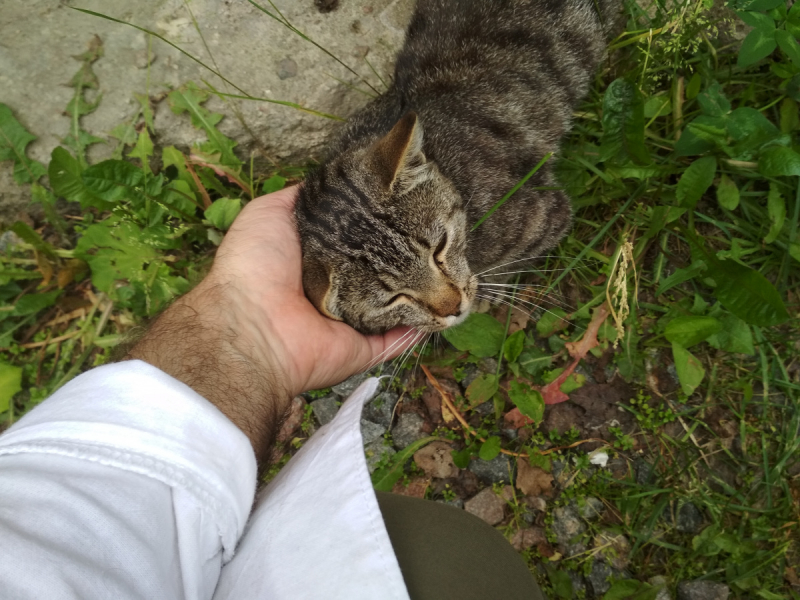 Кошки в нашей жизни. Кошки и все, что с ними связано.