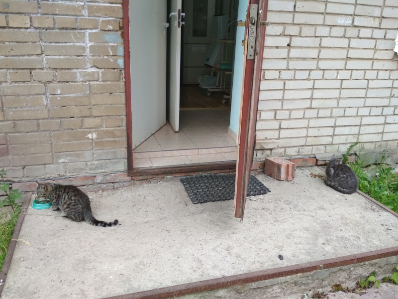 Кошки в нашей жизни. Кошки и все, что с ними связано.