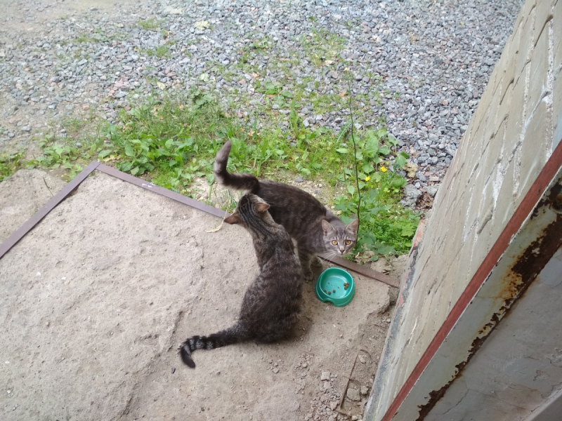 Кошки в нашей жизни. Кошки и все, что с ними связано.