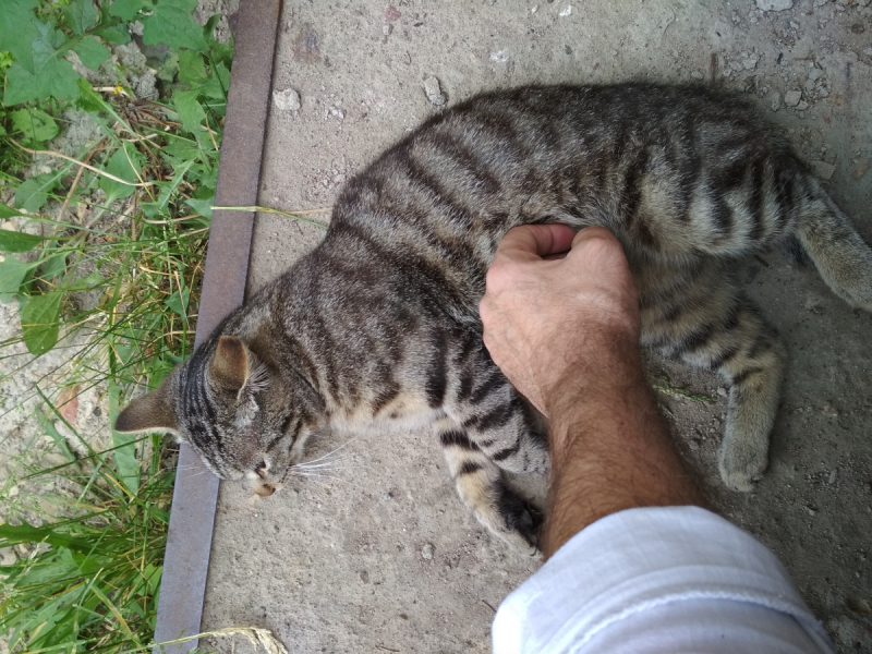 Кошки в нашей жизни. Кошки и все, что с ними связано.