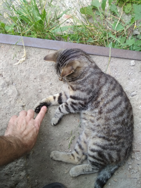 Кошки в нашей жизни. Кошки и все, что с ними связано.