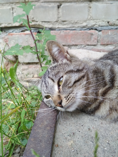 Кошки в нашей жизни. Кошки и все, что с ними связано.