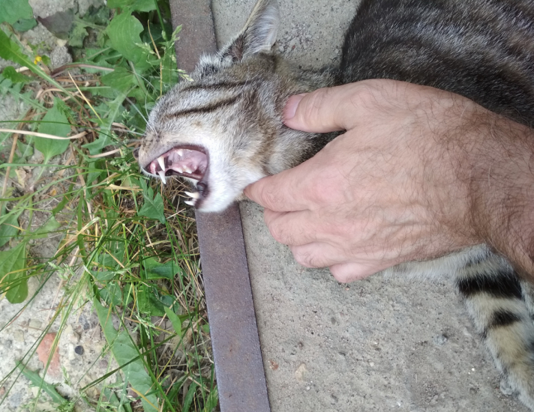 Кошки в нашей жизни. Кошки и все, что с ними связано.