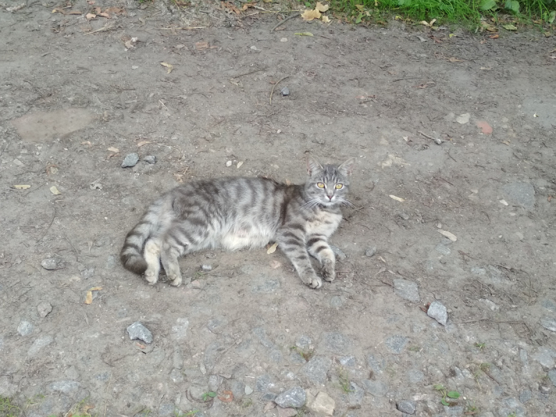Кошки в нашей жизни. Кошки и все, что с ними связано.