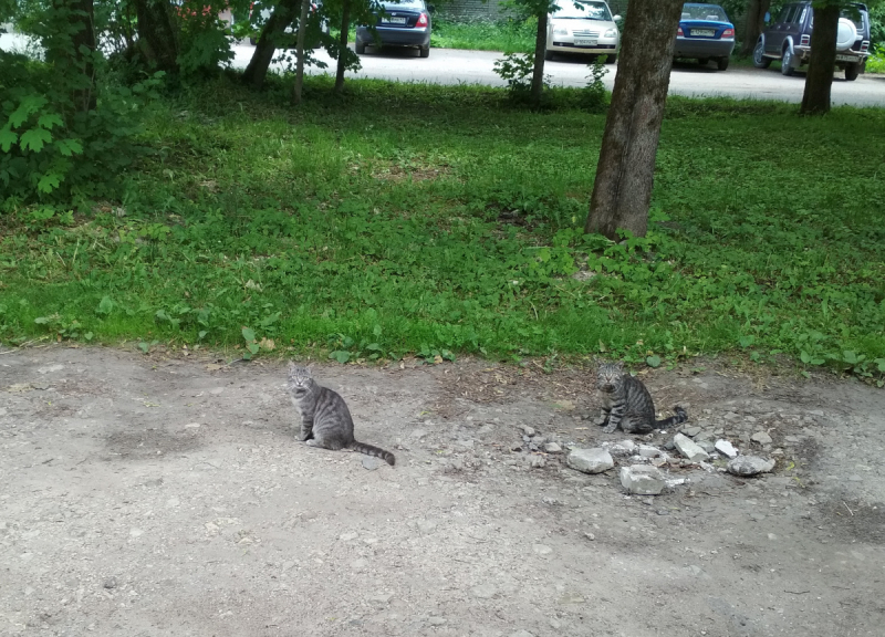 Кошки в нашей жизни. Кошки и все, что с ними связано.
