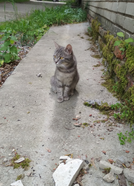 Кошки в нашей жизни. Кошки и все, что с ними связано.