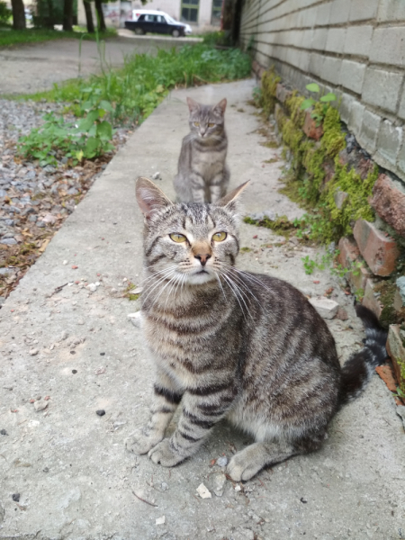 Кошки в нашей жизни. Кошки и все, что с ними связано.
