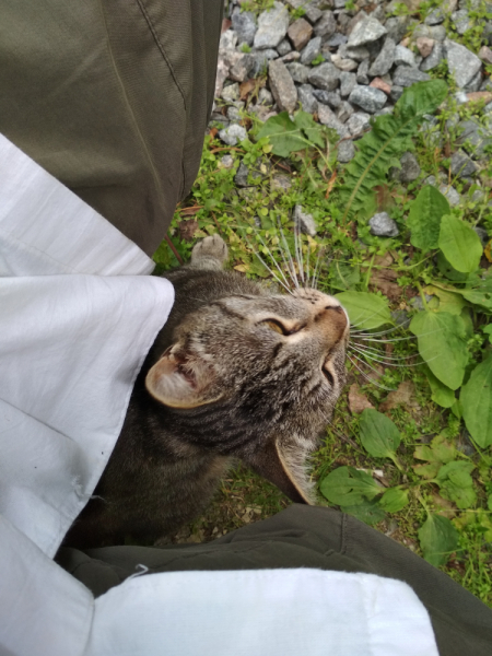 Кошки в нашей жизни. Кошки и все, что с ними связано.