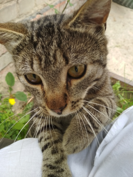 Кошки в нашей жизни. Кошки и все, что с ними связано.