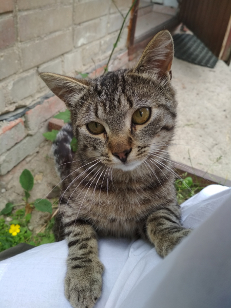 Кошки в нашей жизни. Кошки и все, что с ними связано.