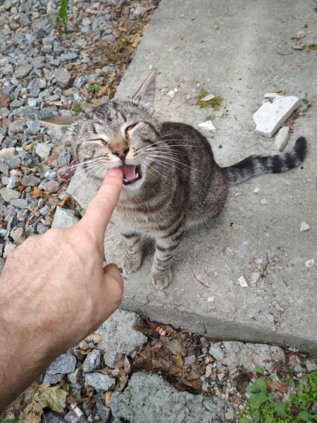 Кошки в нашей жизни. Кошки и все, что с ними связано.